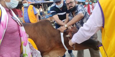 चौपायाका घाँटीमा टल्किने स्टिकर चौपायाका घाँटीमा टल्किने स्टिकर