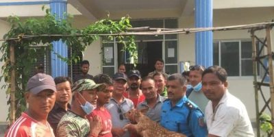 वन कार्यालयलाई प्रहरीले बुझायो चित्तल वन कार्यालयलाई प्रहरीले बुझायो चित्तल