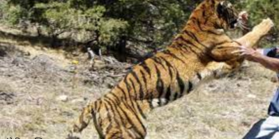 बाँकेमा बाघको आक्रमणमा परी भारतीयको मृत्यु बाँकेमा बाघको आक्रमणमा परी भारतीयको मृत्यु