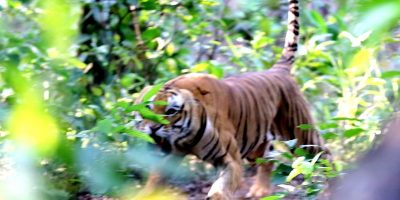 नरैनापुरमा बाघले लियो एक जनाको ज्यान नरैनापुरमा बाघले लियो एक जनाको ज्यान