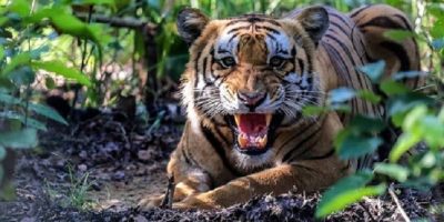 बाँकेमा शनिबार पनि बाघले लियो एक महिलाको ज्यान