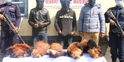 ५ थान रेडपाण्डाको छाला बरामद ५ थान रेडपाण्डाको छाला बरामद