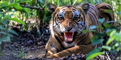 बाघको आक्रमणबाट बर्दियामा एक जनाको मृत्यु बाघको आक्रमणबाट बर्दियामा एक जनाको मृत्यु