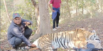 मान्छे खाने बाघ नियन्त्रणमा मान्छे खाने बाघ नियन्त्रणमा