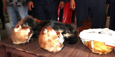 रेडपाण्डाको छालासहित ४ जना पक्राउ रेडपाण्डाको छालासहित ४ जना पक्राउ