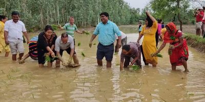 खजुरामा पन्चे बाजासहित रोपाइँ गरियो