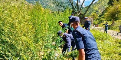 दुई रोपनी जग्गाको अवैद्य गाँजा नष्ट दुई रोपनी जग्गाको अवैद्य गाँजा नष्ट