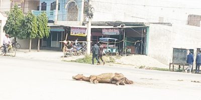 भन्सार कार्यालयकै अगाडी वेवारिसे घोडा तीन दिनपछि उठाइयो, नेपालगञ्जमा छाडा चौपायाको समस्या उस्तै भन्सार कार्यालयकै अगाडी वेवारिसे घोडा तीन दिनपछि उठाइयो, नेपालगञ्जमा छाडा चौपायाको समस्या उस्तै