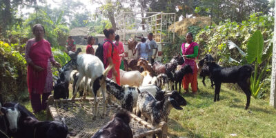 बाख्रापालनबाट आत्मनिर्भर बन्दै बाँकेका महिला बाख्रापालनबाट आत्मनिर्भर बन्दै बाँकेका महिला