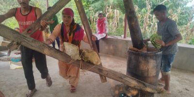 चिउरीको दाना पेलेर घ्यूको जोहो गरिँदै चिउरीको दाना पेलेर घ्यूको जोहो गरिँदै