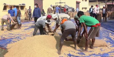 खाद्यले किन्यो साढे चार हजार क्विन्टल किसानको धान