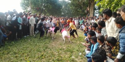 गुरुवागाउँ मेलामा भेडा जुधाइको रौनक