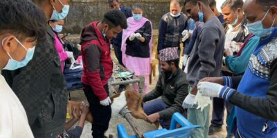 जानकी गाउँपालिकामा बाख्राको कृत्रिम गर्भाधान कार्यक्रम शुरु