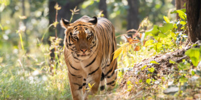 दाङका विभिन्न वन क्षेत्रमा सात बाघ फेला परे दाङका विभिन्न वन क्षेत्रमा सात बाघ फेला परे
